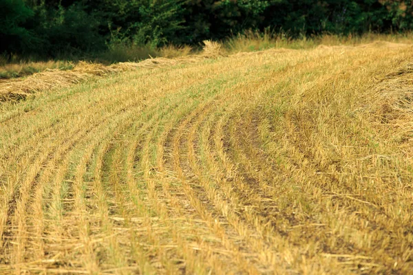 Ekin Hasadı Yeni Kesilmiş Sakal Buğday Çavdar Biçmek — Stok fotoğraf