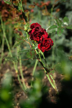 Güneşli bir günde, dışarıda çiğ damlalarında kırmızı güller..