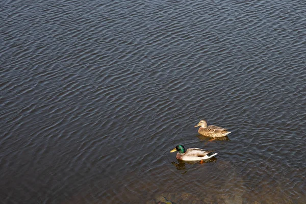 Two Ducks Swimming Pond Sunny Day — Stock Photo, Image