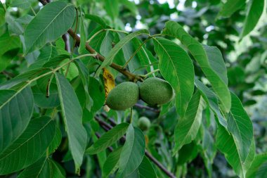Bir dalda yeşil bir ceviz olgunlaşıyor. Resim serin ve koyu tonlarda..