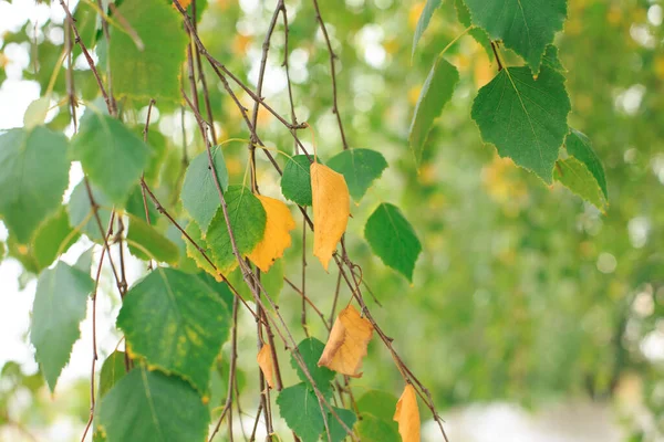 Folha Vidoeiro Amarela Contexto Folhas Verdes Folhas Outono Galho Árvore — Fotografia de Stock