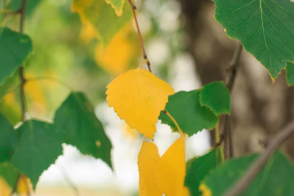 Sárga Nyírfalevél Zöld Levelek Hátterében Őszi Levelek Egy Faágon — Stock Fotó