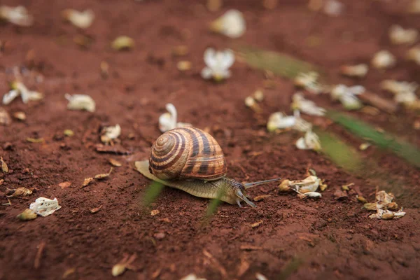 The snail crawls on the red earth after the rain. Snail on the ground in its natural habitat, snail shell cracked.