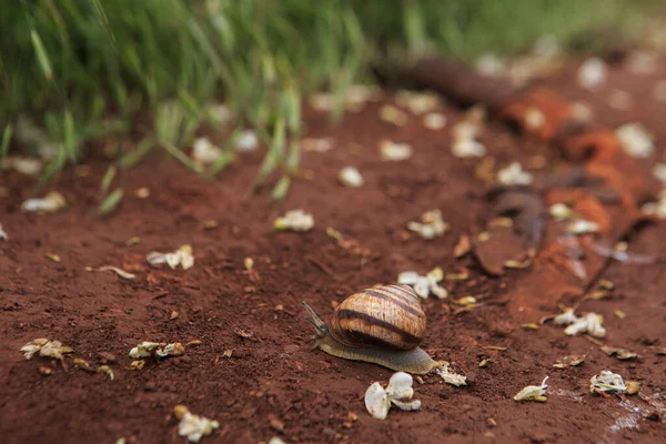 The snail crawls on the red earth after the rain. Snail on the ground in its natural habitat, snail shell cracked.