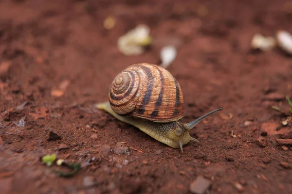 The snail crawls on the red earth after the rain. Snail on the ground in its natural habitat, snail shell cracked.