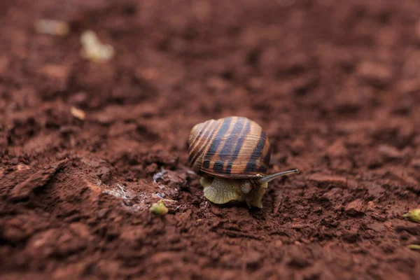 The snail crawls on the red earth after the rain. Snail on the ground in its natural habitat, snail shell cracked.