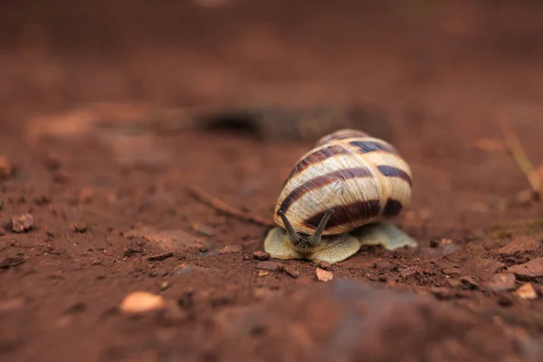 Caracol Rasteja Terra Vermelha Depois Chuva Caracol Chão Seu Habitat — Fotografia de Stock