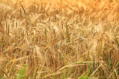 Tarım. Dikenli bir alan. Olgunlaşan buğday tarlası. Tahıl hasadı hasat için hazırlanıyor..