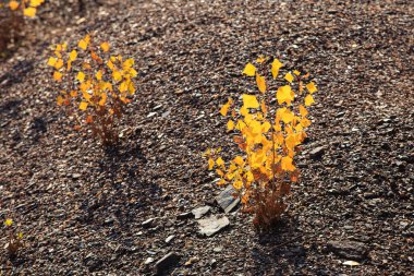 Dağlık kayalık arazide renkli sonbahar ağaçları. Sonbaharda dağlık bir bölge. Güneşli bir gün.