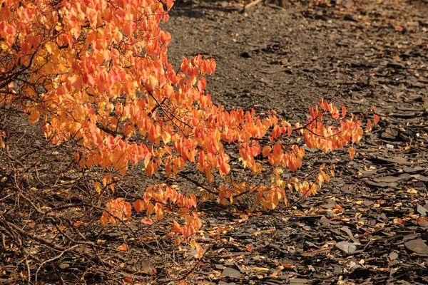 Árvores Outono Coloridas Terreno Rochoso Montanha Uma Área Montanhosa Outono — Fotografia de Stock