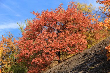 Güneşli bir günde dağın yamaçlarında sonbahar ağaçları. Ağaçlar ve mavi gökyüzü ile sonbahar kayalık manzarası