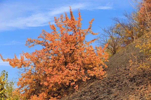 Árvores Outono Nas Encostas Montanha Dia Ensolarado Brilhante Outono Montanha — Fotografia de Stock