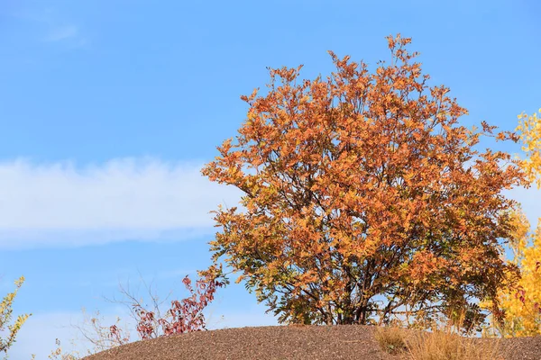 Árvores Outono Nas Encostas Montanha Dia Ensolarado Brilhante Outono Montanha — Fotografia de Stock