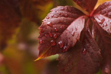 Sonbahar mevsiminde yabani üzüm. Vahşi üzümlerin parlak kırmızı yaprakları. Vahşi veya genç üzümlerin rengarenk yaprakları. Yapraklara su damlaları.