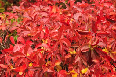 Sonbahar mevsiminde yabani üzüm. Vahşi üzümlerin parlak kırmızı yaprakları. Vahşi veya genç üzümlerin rengarenk yaprakları.