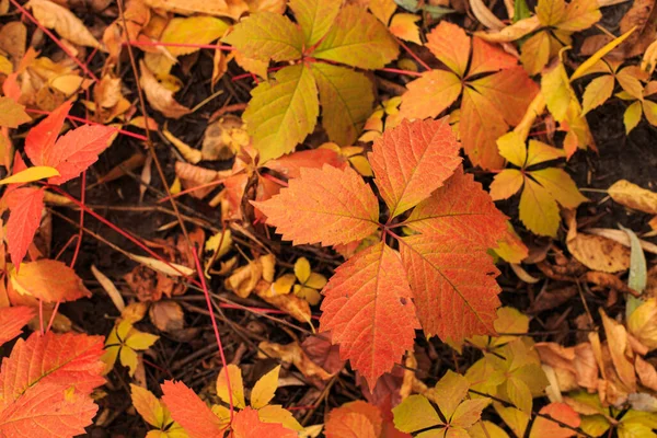Uvas Selvagens Época Outono Folhas Vermelhas Brilhantes Uvas Silvestres Folhas — Fotografia de Stock