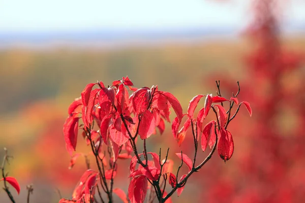 Folhas Vermelhas Árvore Outono Tempo Ensolarado — Fotografia de Stock