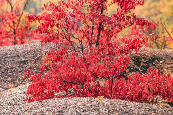 Uma Árvore Outono Que Cresce Uma Área Rochosa Folhas Vermelhas — Fotografia de Stock