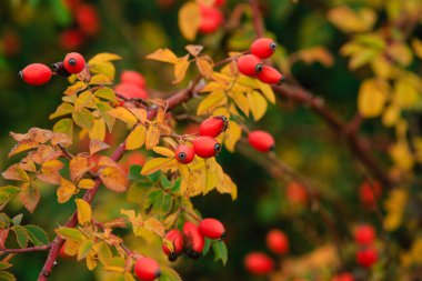 Bir dalda kırmızı gül üzümü. Doğal bir ortamda kırmızı sonbahar meyveleri. Sonbahar meyvelerinin mevsimi. Doğal bir C vitamini kaynağı.