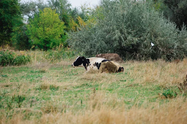 Cow Resting Steppe Area Fall Season Free Grazing Cows Produce — Zdjęcie stockowe