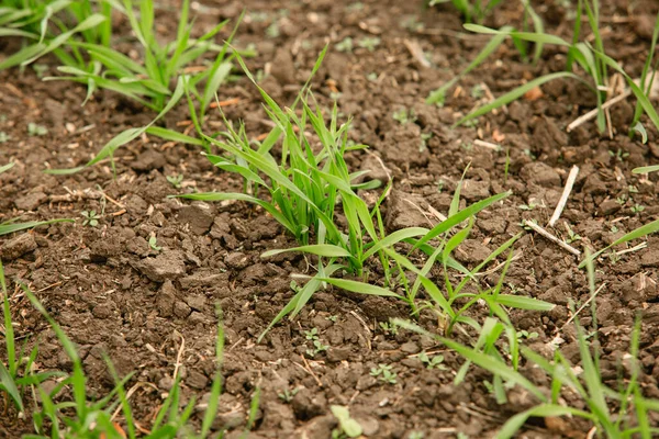 Sprouting of winter crops in the agricultural field in late fall. The technology of cultivation of cereal crops Plant sprouts close-up sharpness in the center.