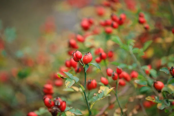Red Rosehip Berries Branch Red Ripe Autumn Berries Natural Environment — Stock Photo, Image