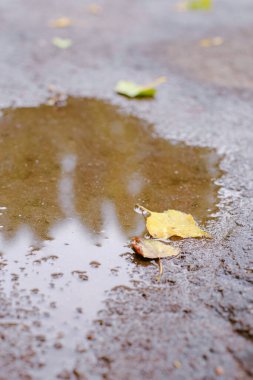 Asfaltta düşen sarı sonbahar yaprağı bir su birikintisinin içinde. Yapraklı güz birikintileri