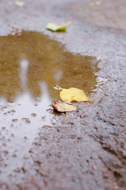 Asfaltta düşen sarı sonbahar yaprağı bir su birikintisinin içinde. Yapraklı güz birikintileri