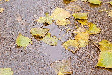 Asfaltta düşen sarı sonbahar yaprağı bir su birikintisinin içinde. Yapraklı güz birikintileri