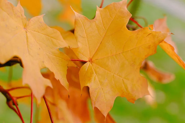 Autumn Maple Leaf Tree Branch Canadian Maple Late Autumn Natural — Fotografia de Stock