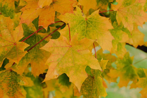 Autumn Maple Leaf Tree Branch Canadian Maple Late Autumn Natural — Fotografia de Stock