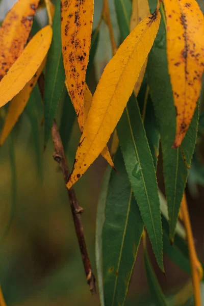 Feuilles Automne Saule Pleureur Sur Une Branche Fin Automne Feuilles — Photo