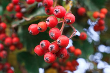 Çalının dalında olgunlaşmış kızılcıklar. Kırmızı böğürtlen güz hasadı. Vahşi dutlar doğada kırmızı viburum