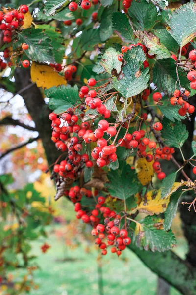 Ripe Cranberries Ripened Branch Bush Autumn Harvest Red Berries Wild — 스톡 사진
