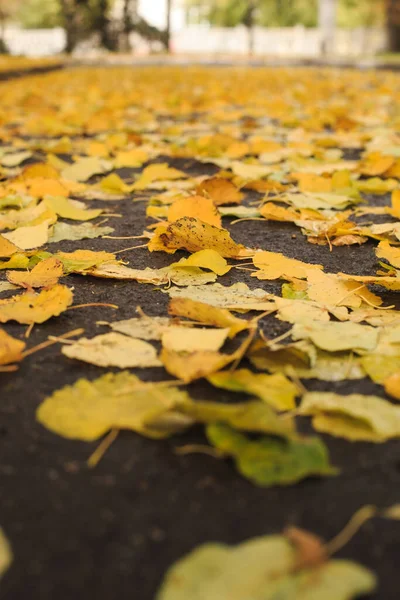 Fallen Yellow Leaves Lie Road Rain Wet Autumn Leaves Pavement — Fotografia de Stock