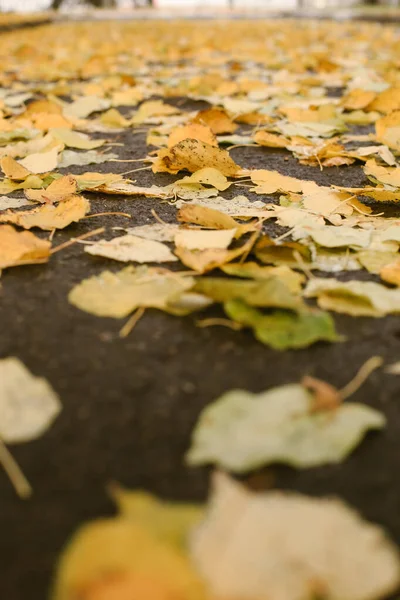 Fallen Yellow Leaves Lie Road Rain Wet Autumn Leaves Pavement — Fotografia de Stock