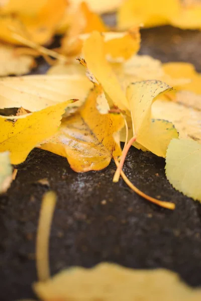 Folhas Amarelas Caídas Estão Estrada Depois Chuva Folhas Molhadas Outono — Fotografia de Stock