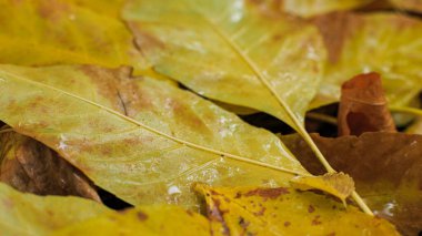 Yere düşen sarı sonbahar yaprakları. Yağmurdan sonra ıslak yapraklar yerde yatıyor..