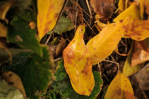 Fallen Yellow Autumn Leaves Ground Wet Leaves Lying Ground Rain — Fotografia de Stock