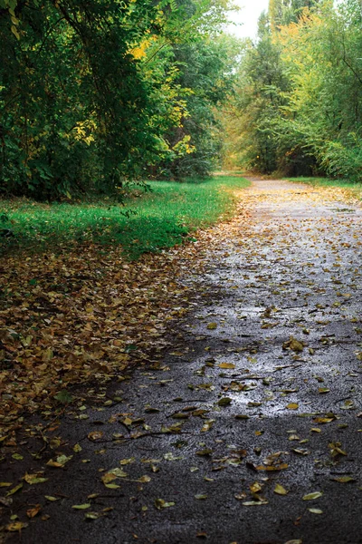 Fallen Yellow Leaves Asphalt Walkway Pedestrian Walkway Fall Rain — Zdjęcie stockowe