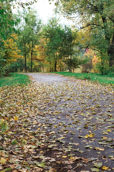 Fallen yellow leaves on the asphalt walkway. A pedestrian walkway in the fall after the rain.