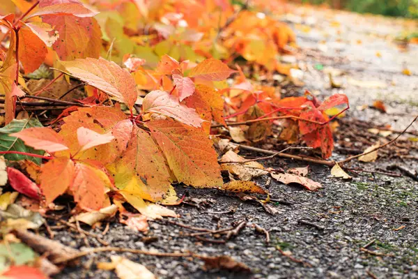 Red Leaves Wild Grapes Lie Pavement Fall Colors Leaves — Fotografia de Stock