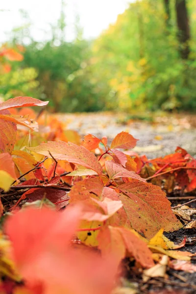 Red Leaves Wild Grapes Lie Pavement Fall Colors Leaves — Fotografia de Stock