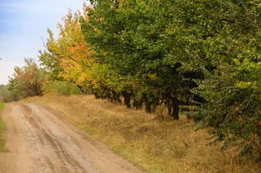 A dirt road in the countryside, with colorful fall trees along the road. Country roads in late fall on a sunny day.
