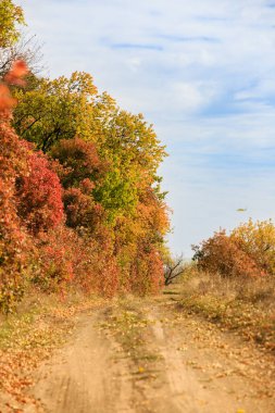 A dirt road in the countryside, with colorful fall trees along the road. Country roads in late fall on a sunny day.