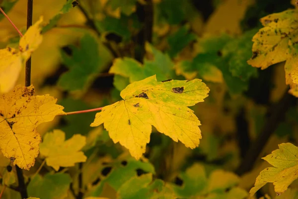 Yellowed Degraded Maple Leaf Hangs Branch Maple Yellow Leaves Late — Fotografia de Stock