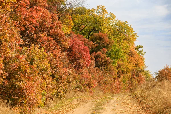 A dirt road in the countryside, with colorful fall trees along the road. Country roads in late fall on a sunny day.
