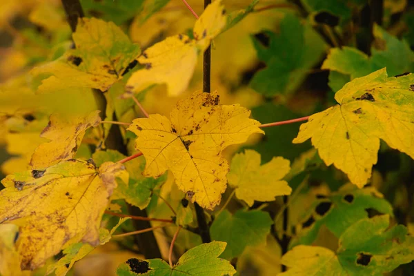 Yellowed Degraded Maple Leaf Hangs Branch Maple Yellow Leaves Late — Photo