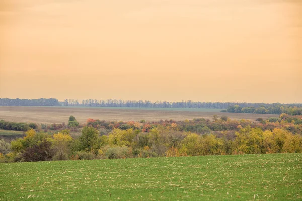 Agricultural Field Late Autumn Field Sprouted Winter Crops Autumn Landscapes — Fotografia de Stock