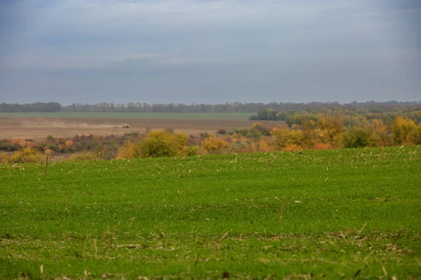 Agricultural field in late autumn, the field sprouted winter crops.  Autumn landscapes of agricultural fields.